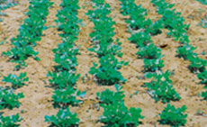 Agricultural crops