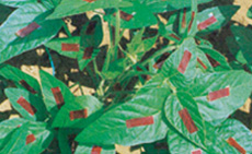 植物葉面にも設置可能