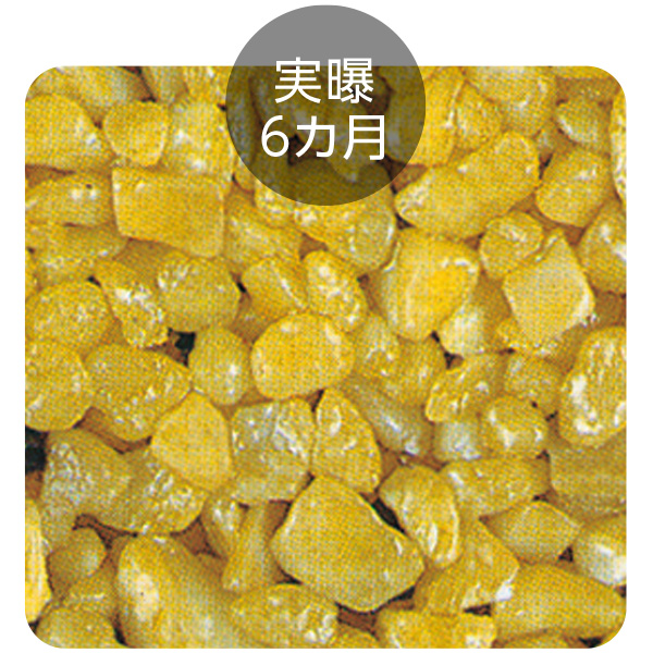 実曝6ヶ月